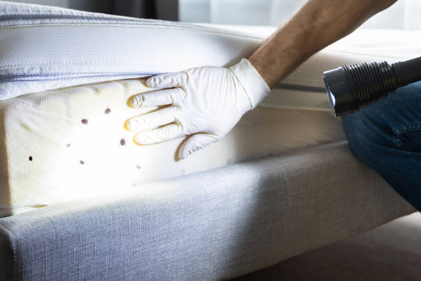 Pest Control Cost in Tanque Verde, AZ
