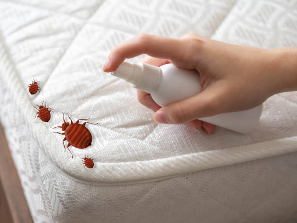 Best Pest Removal Services  in Tanque Verde, AZ